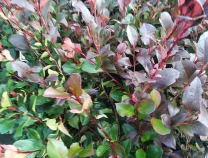 Photinia fras. 'Little Red Robin' - Glansmispel 40- 50 cm in pot