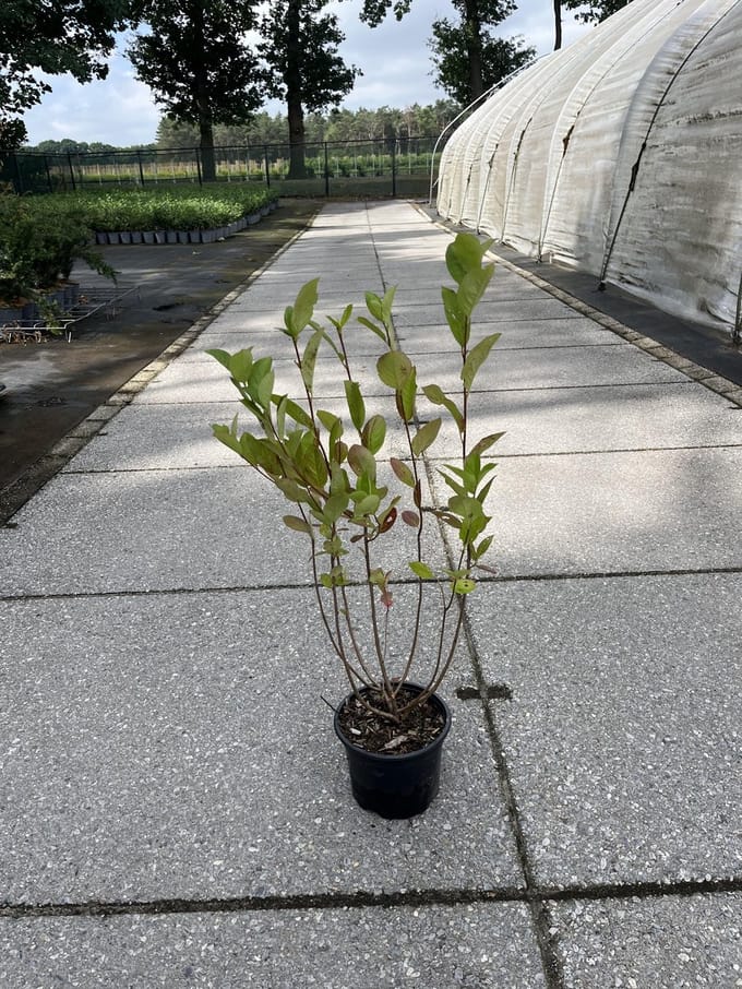 Zwarte appelbes 40-60 cm (in pot) - - Ø17 cm - - -