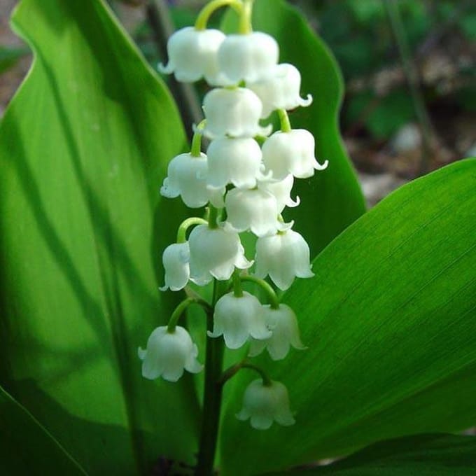 6 x Convallaria Majalis - Lelietje Der Dalen pot 9x9cm
