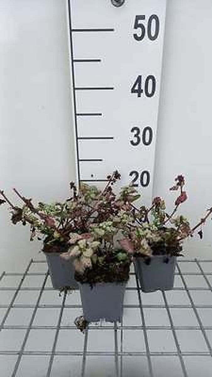 6x Dovenetel - Lamium mac. 'Red Nancy' | 9x9 cm pot