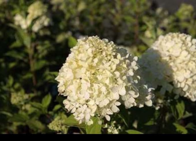 Hydrangea pan. 'Limelight'® - Pluimhortensia 40- 50 cm in pot