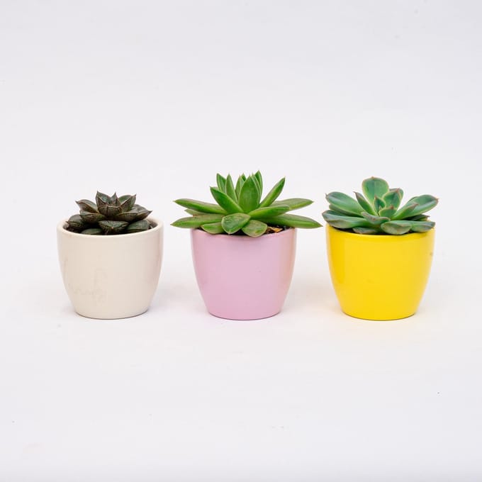 Plantenset van 3 met mini pot - Pastel Spring - Cactus mix - Ø 6 cm