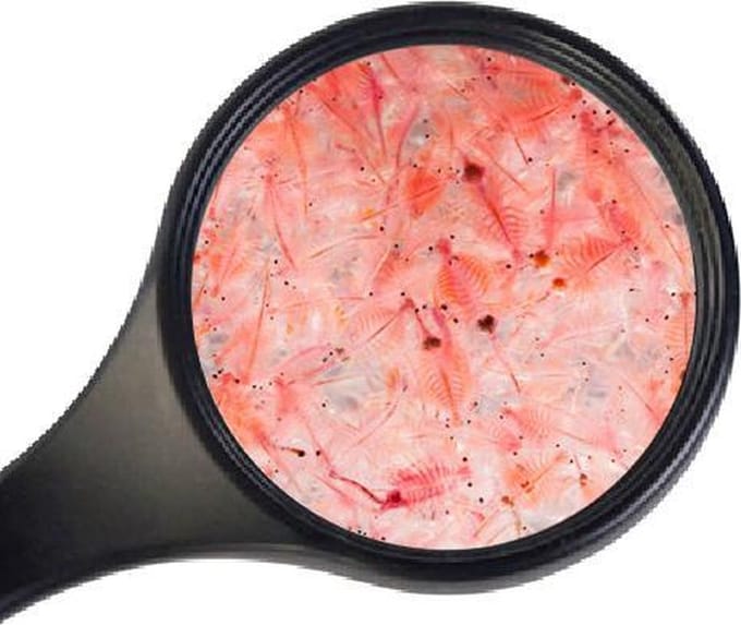 Ruto Artemia levend 150ml voor vissen