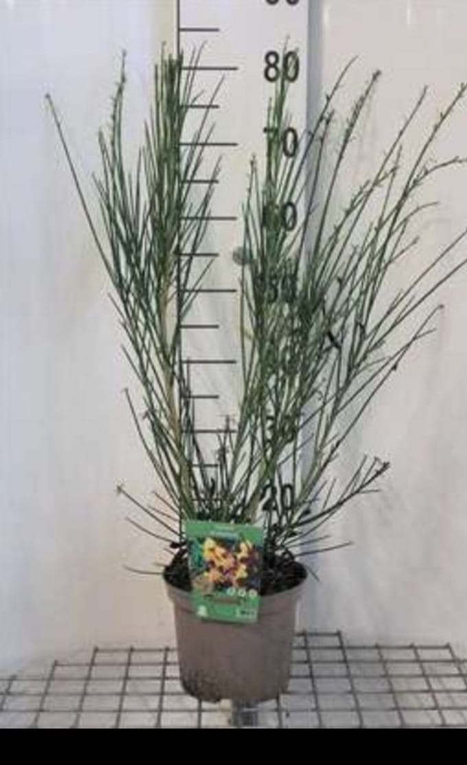 2 x Cytisus (s) 'Andreanus Splendens' - Brem , Geitenklaver 40- 60 cm in pot