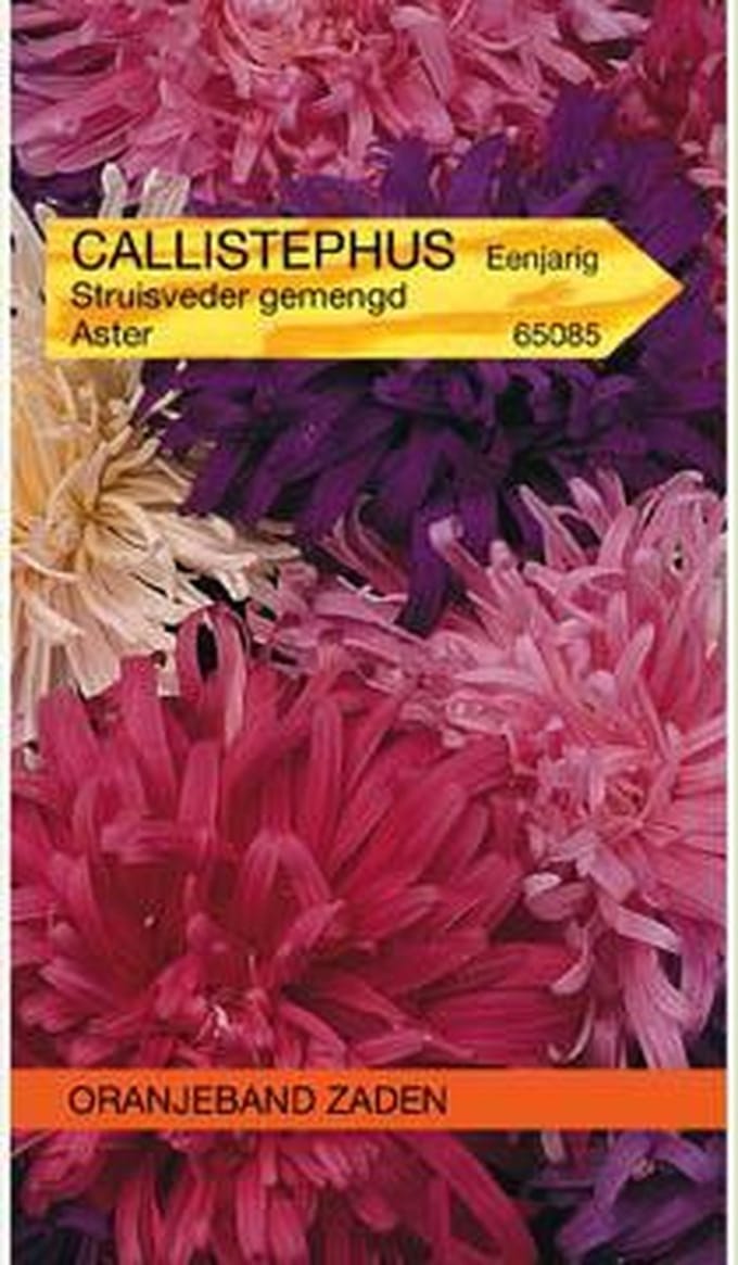 Callistephus, Aster Struisveder gemengd