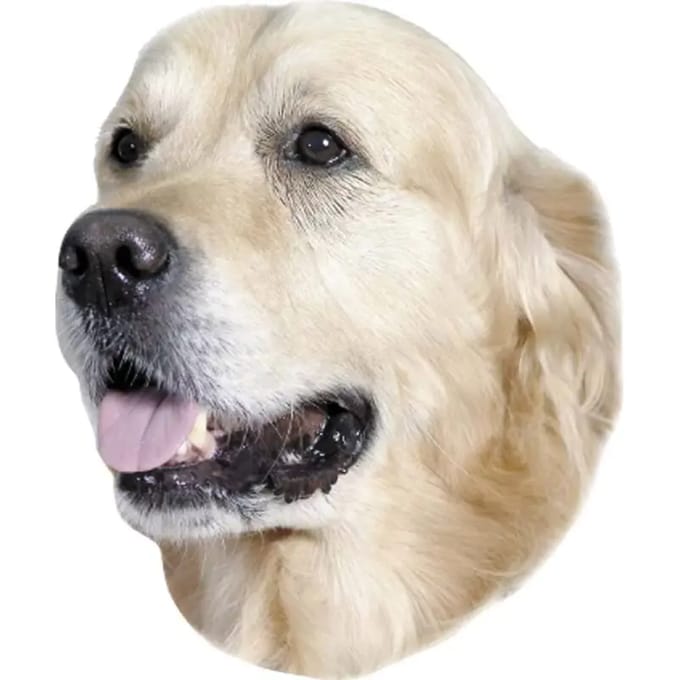 Sticker Nobby Pet Doréen Retriever