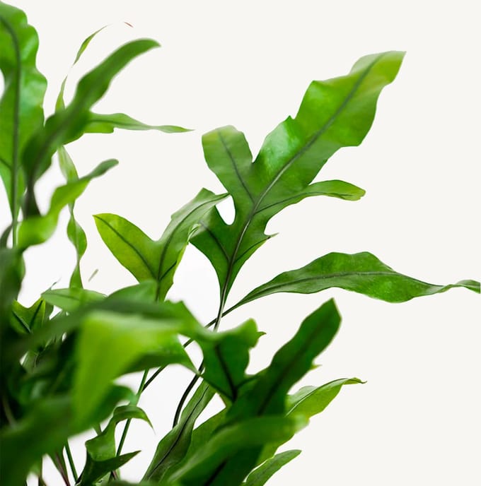 Hydroplant Microsorum Diversifolium