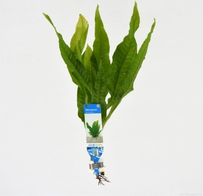Moerings Microsorum Pteropus | Javavaren | in bos met loodje Waterplant