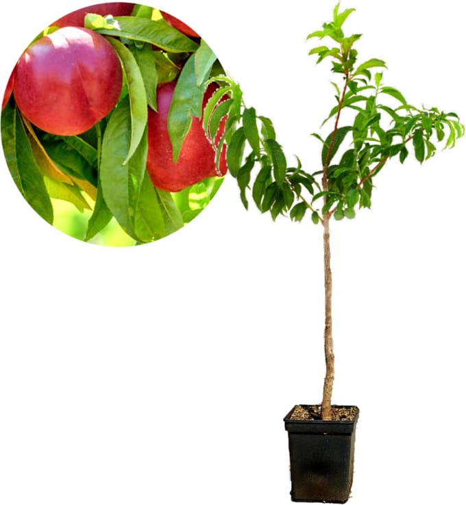 Prunus Persica 'Red Gold' nectarine, 5 liter pot