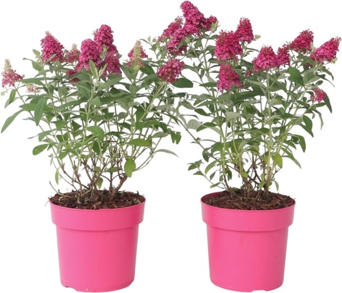 Plant in a Box - Buddleja Candy Little Ruby - Set van 2 - Buddleja davidii - Vlinderstruik Winterhard - Rode Bloemen - Pot 19cm - Hoogte 30-40cm