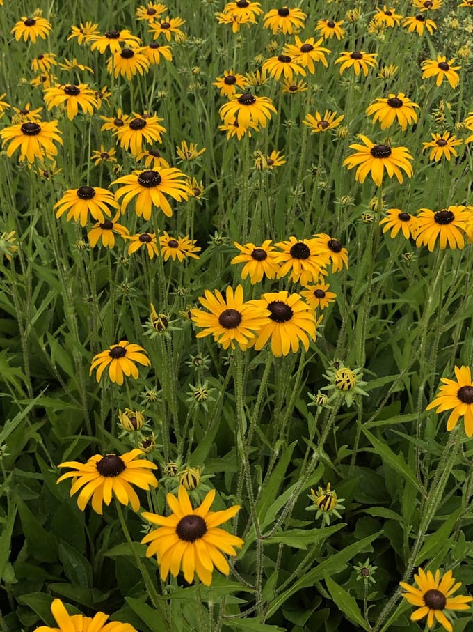 6 x Rudbeckia fulgida 'Speciosa' - Zonnehoed in pot 9 x 9 cm