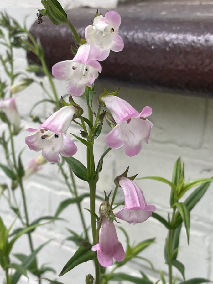 6x Penstemon 'Apple Blossom' - Schildpadbloem - Pot 9 x 9 cm
