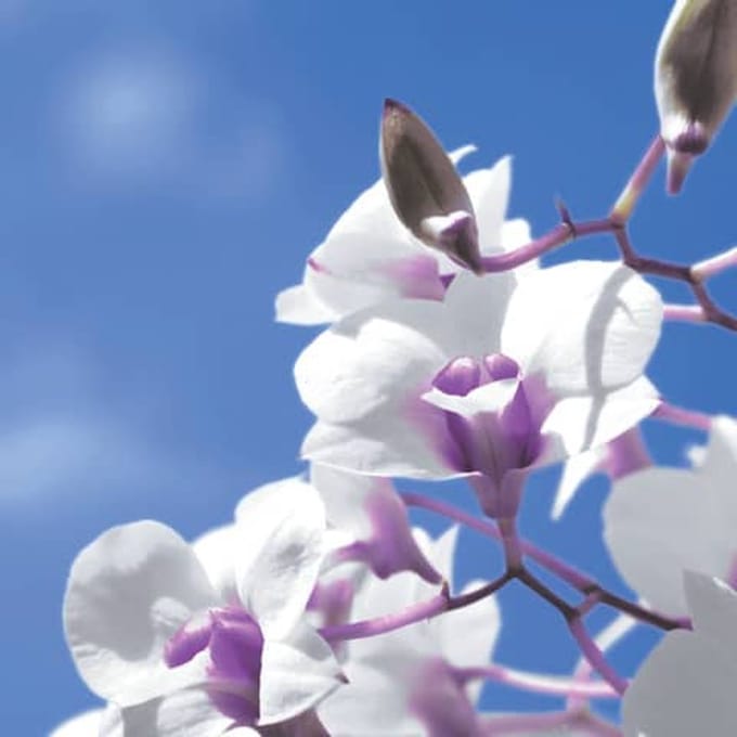 P+D Lunch servetten - Sky orchid