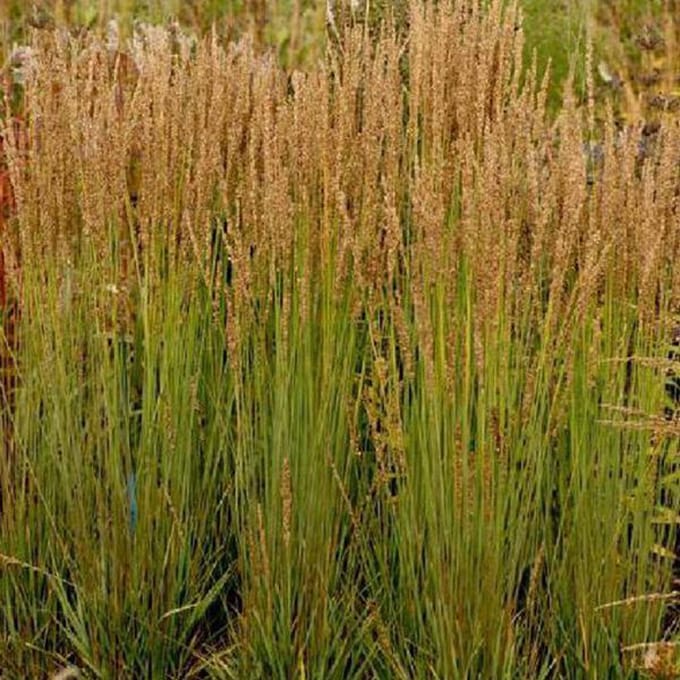 6 x Molinia Caerulea 'Moorhexe' - Pijpestrooitje pot 9 x 9 cm - Herfst Magie in een Compacte Vorm