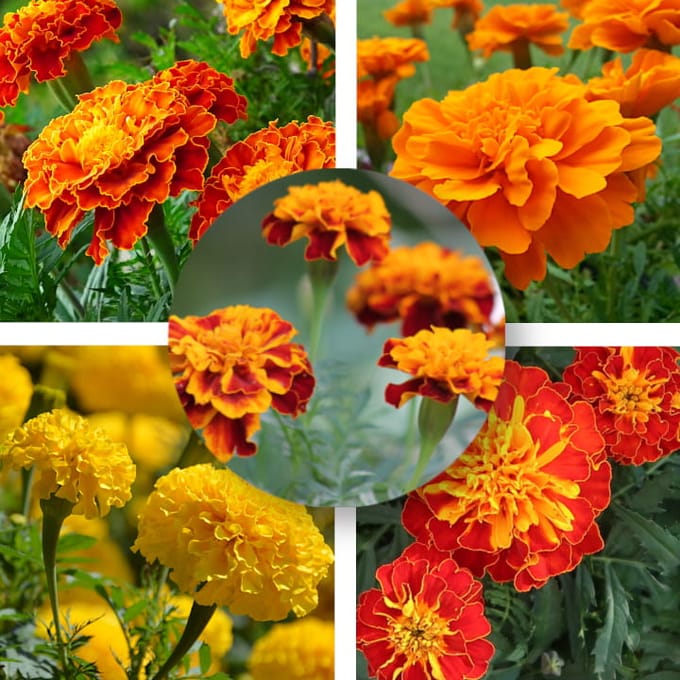 DOELZADEN SET bloemen 5 soorten ROOD GEEL ORANJE bloemzaden