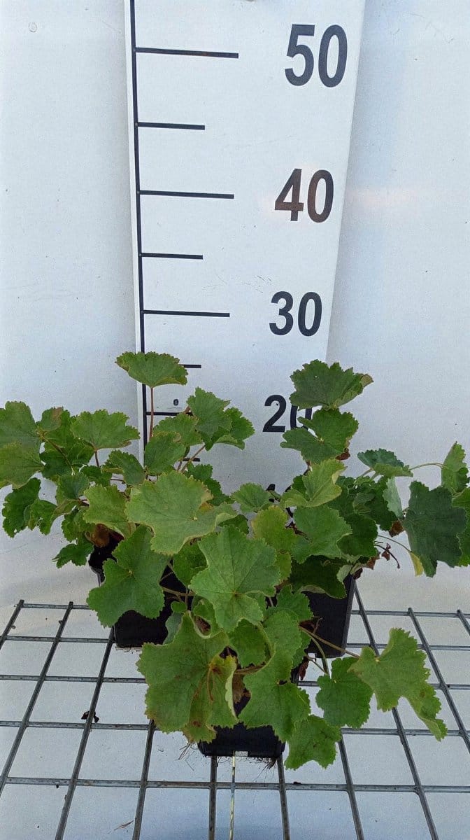 6x Vrouwenmantel - Alchemilla epipsila | pot 9 x 9 cm