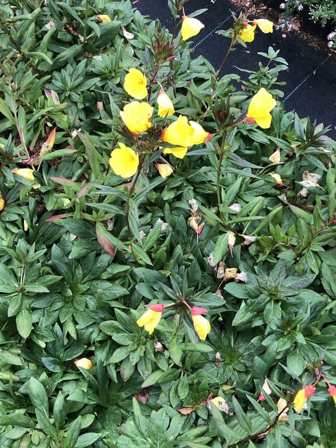 6x Teunisbloem - Oenothera frut. 'Sonnenwende' | 9x9 cm pot
