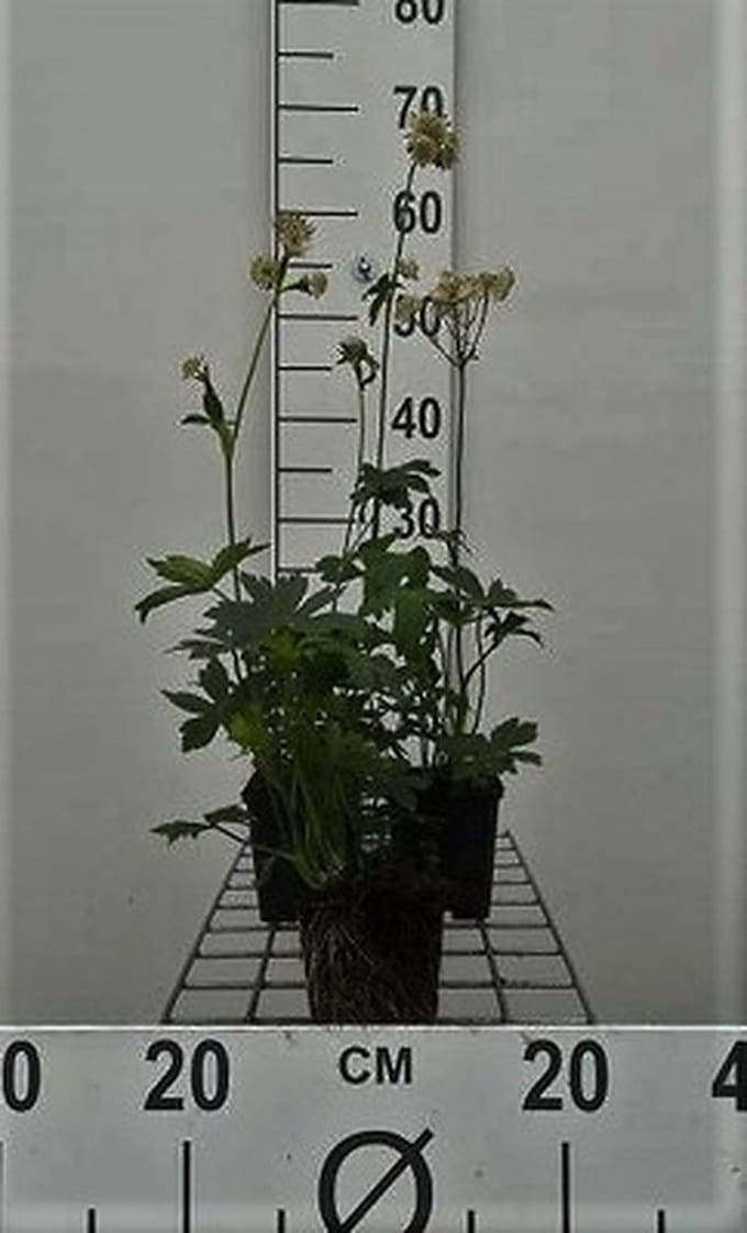 6x Zeeuws knoopje - Astrantia maj. 'Alba' | 9x9 cm pot
