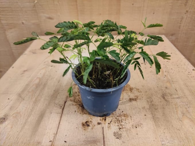 Warentuin natuurlijk - Mimosa Ppudica Kruidje-roer-mij-niet kamerplant
