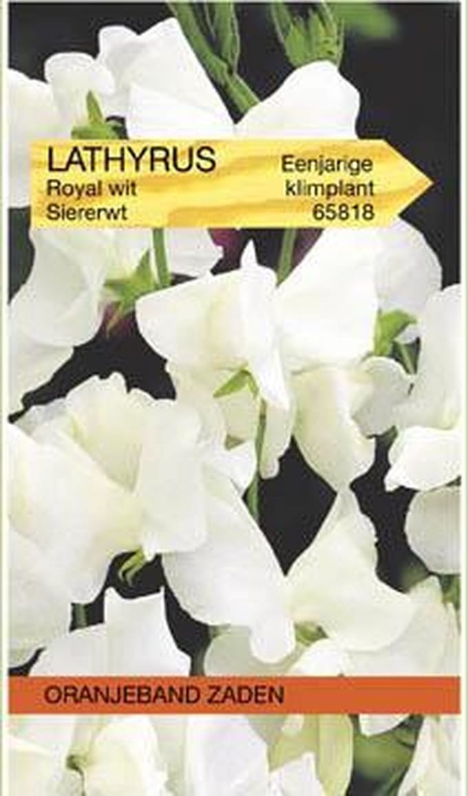 Lathyrus, Reuk- of siererwt Royal, wit