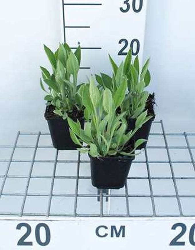 6x Zonnehoed - Rudbeckia fulgida var. Deamii | 9x9 cm pot