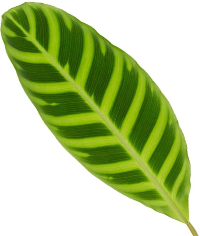 Calathea Zebrina - 80 cm - Ø19cm