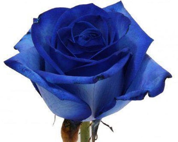 Blauwe Roos