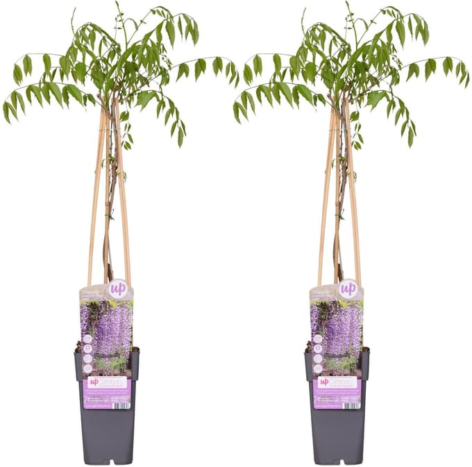 2x - Wisteria floribunda 'Naga Noda' - ↨65cm - Ø15