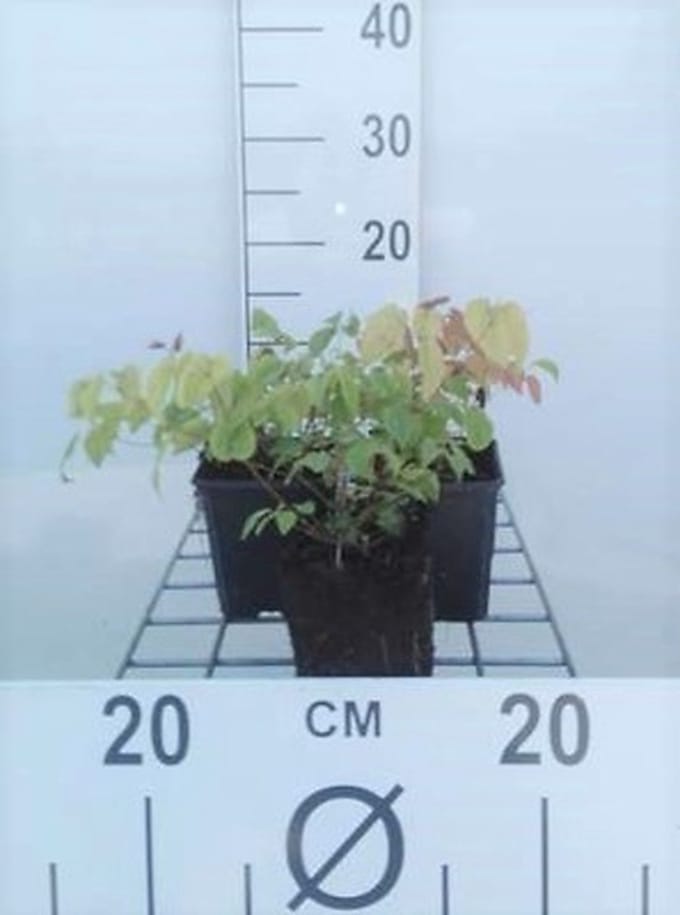 6x Elfenbloem - Epimedium grandiflorum | 9x9 cm pot