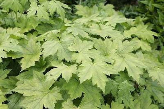 6x do' - Duizendblad - Actaea japonica 'Cheju | 9x9 cm pot