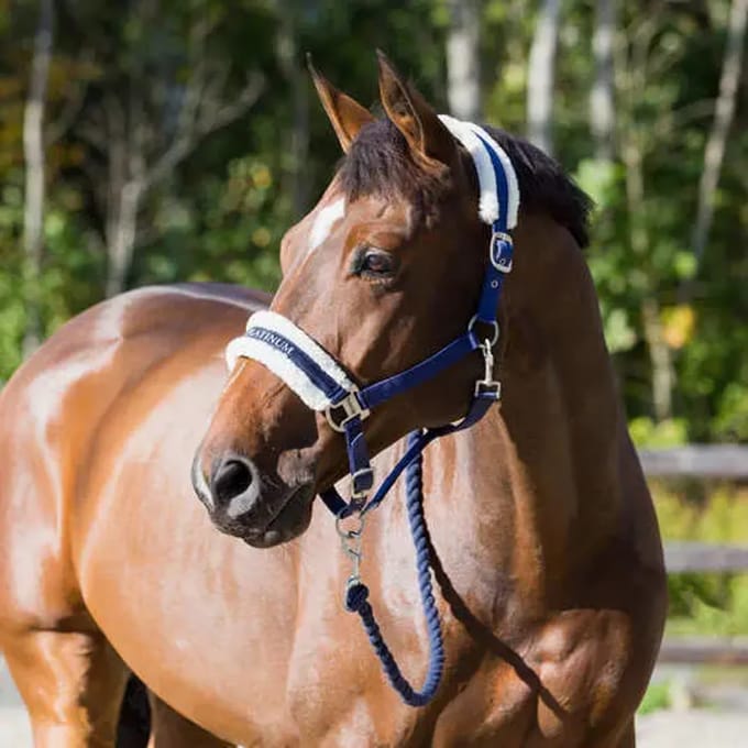 Halster voor paarden Horze Howard