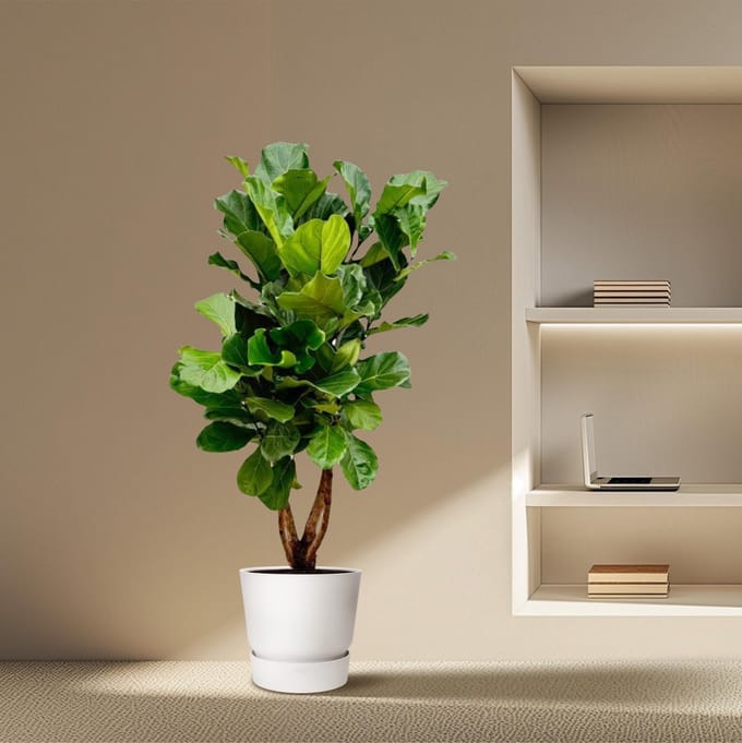 Ficus Lyrata vertakt XL - 190cm - ø32