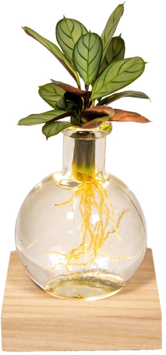 Hello Plants Calathea in Samoa glas met LED verlichting - Ø 12 cm - Hoogte: 10 cm
