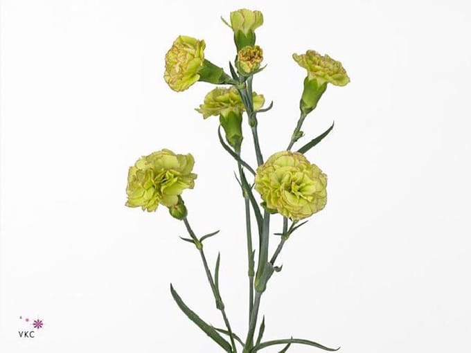 20x Dian.tros tarufi 60cm