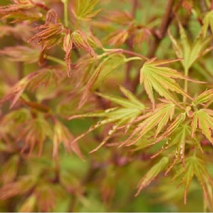 Acer Palmatum - Japanse esdoorn  50-60 cm pot