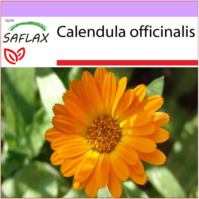 SAFLAX - Pot Marygold - 50 zaden - Calendula officinalis