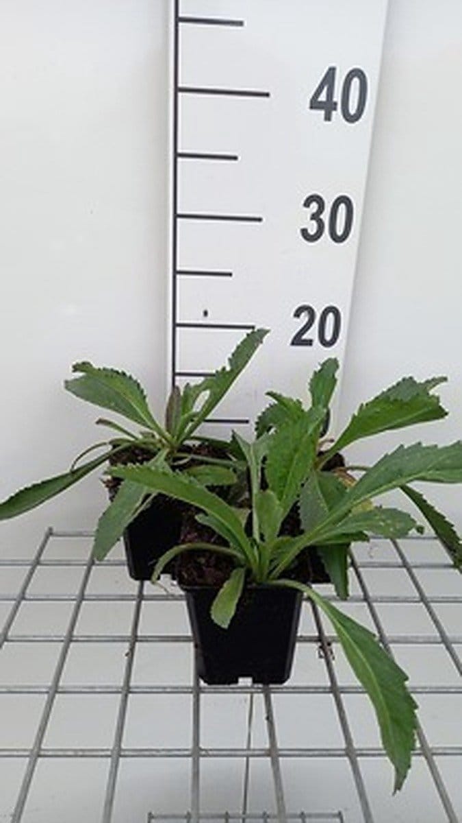 6x Margriet - Leucanthemum (m) 'Wirral Supreme' | 9x9 cm pot