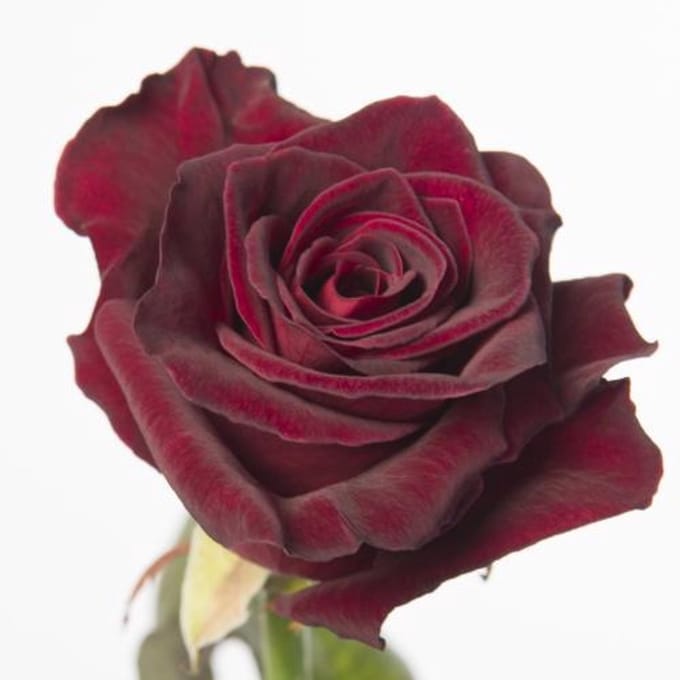 25x Rosa black baccara 50cm