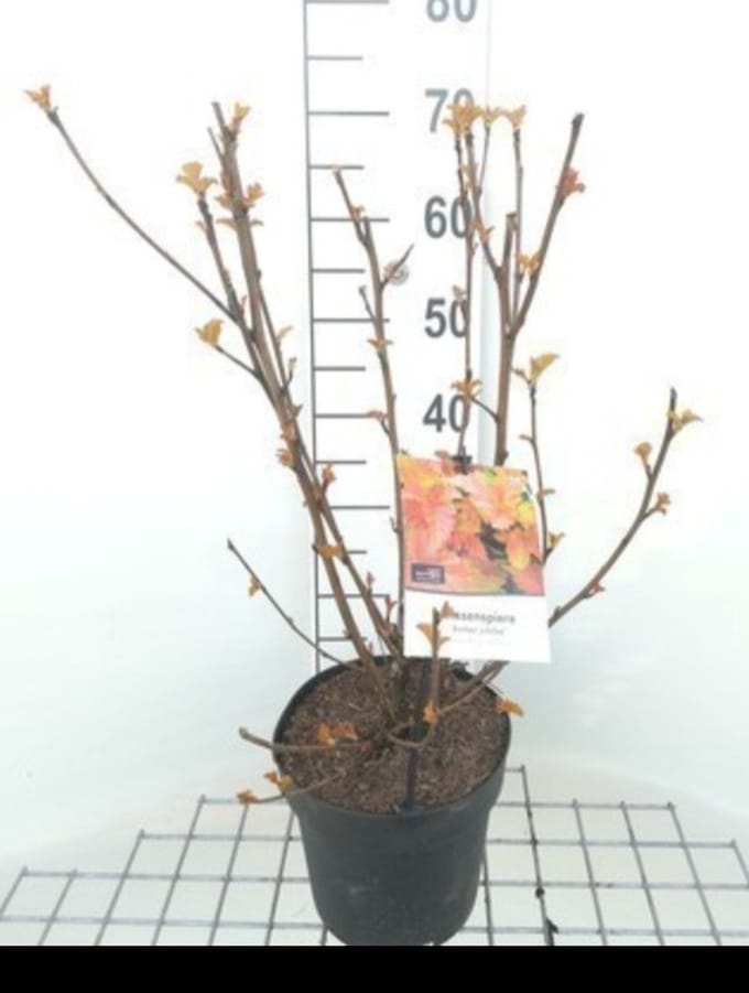 Physocarpus opulif. 'Amber Jubilee'® - Blaasspirea 40- 60 cm in pot