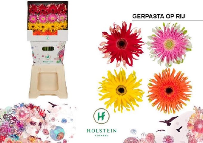 15x Gerb.pasta mix var.op rij 70cm