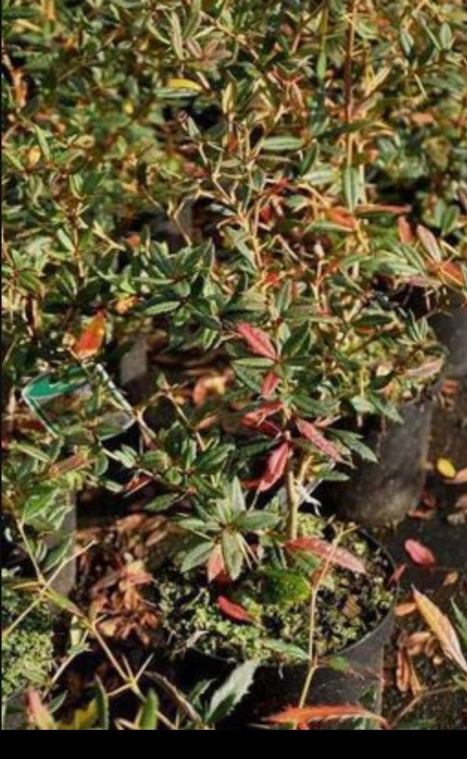 Berberis julianae - Zuurbes 30- 40 cm in pot