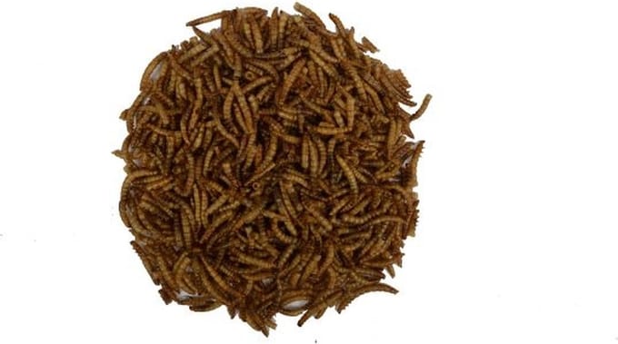 Wielink Gedroogde Meelwormen 10KG