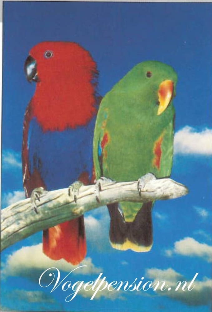 Vogelposter Edel Papegaaien - Vogelposters - Benodigdheden