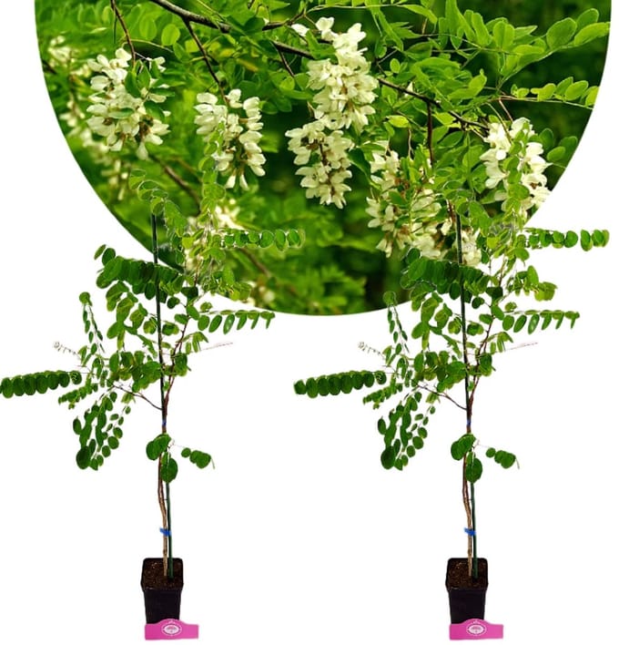 Set van 2 Robinia pseudoacacia, witte Acacia - Hoogte 80-100cm, 2 Liter pot