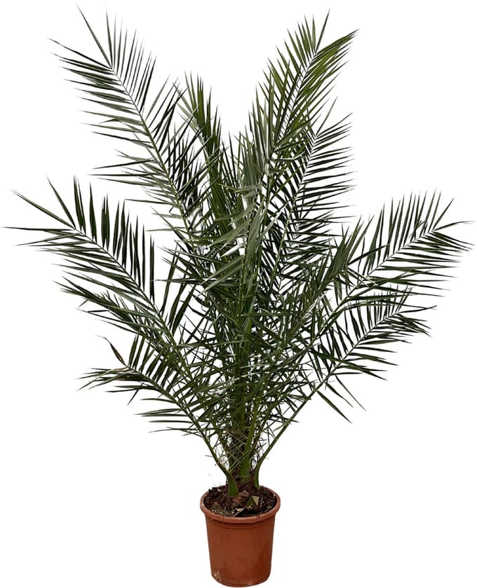 Canarische dadelpalm (Phoenix Canariensis), ongeveer 170 cm hoog