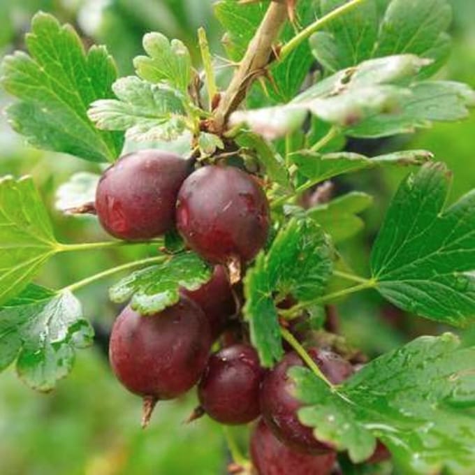 Ribes u.-c. 'Captivator' - STRUIK in pot