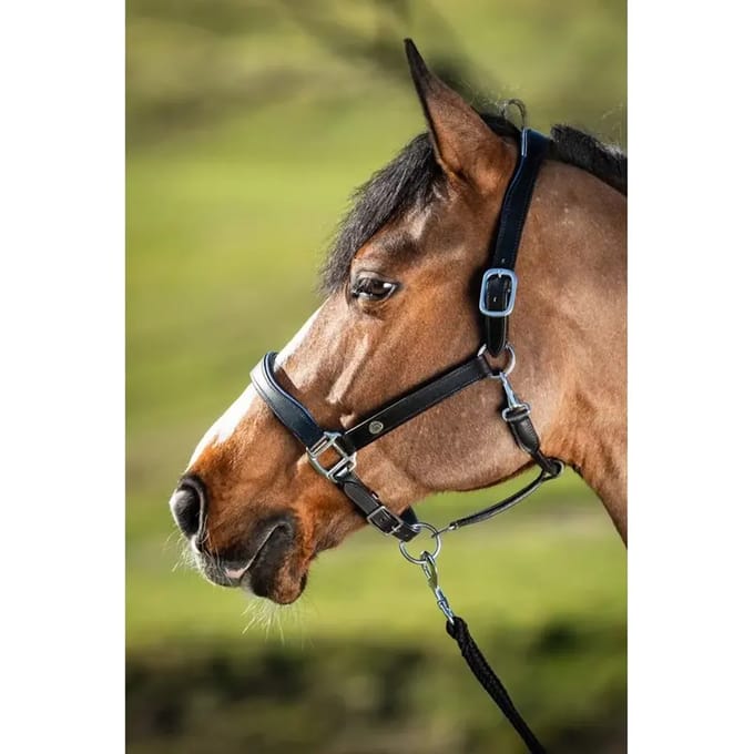Lederen halster voor paarden HFI Two-Tone