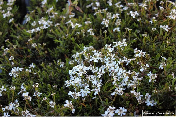 6 x Iberis Sempervirens 'Weisser Zwerg' - Scheefkelk pot 9x9cm - Wit