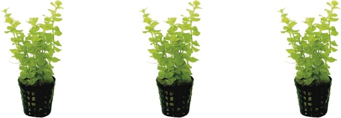 Levende aquariumplant - lysimachia nummuralia - 5 cm pot per 3 stuks