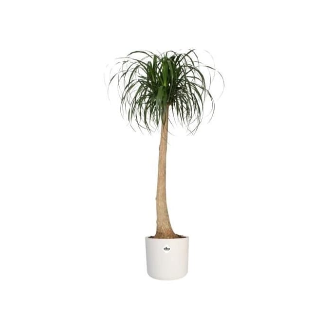 Elho B.for Soft Rond 35 - Bloempot voor Binnen - 100% Gerecycled Plastic - Ø 34.5 x H 32.3 cm - Wit